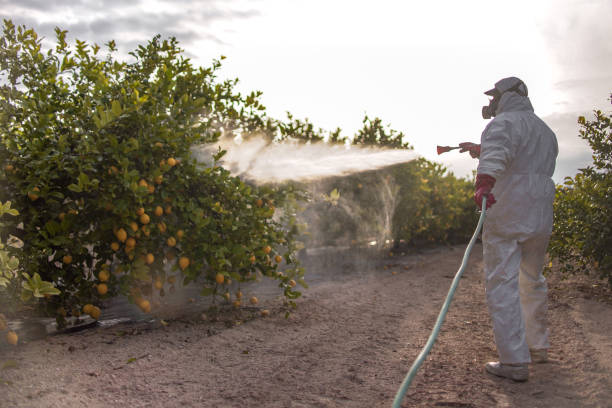 Best Local Pest Control Services  in Laguna Woods, CA