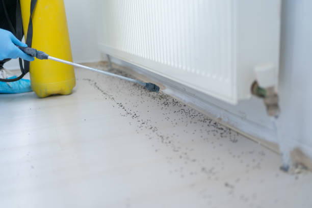 Insect Control in Laguna Woods, CA